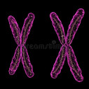 XX